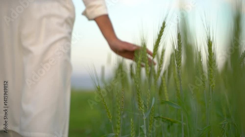 Traditional Indian Pakistani farmer walks through a wheat field, gently touching the crops. Rural life and agriculture in South Asia.