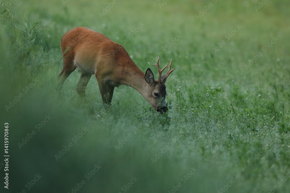 Sarna europejska (Capreolus capreolus) roe deer