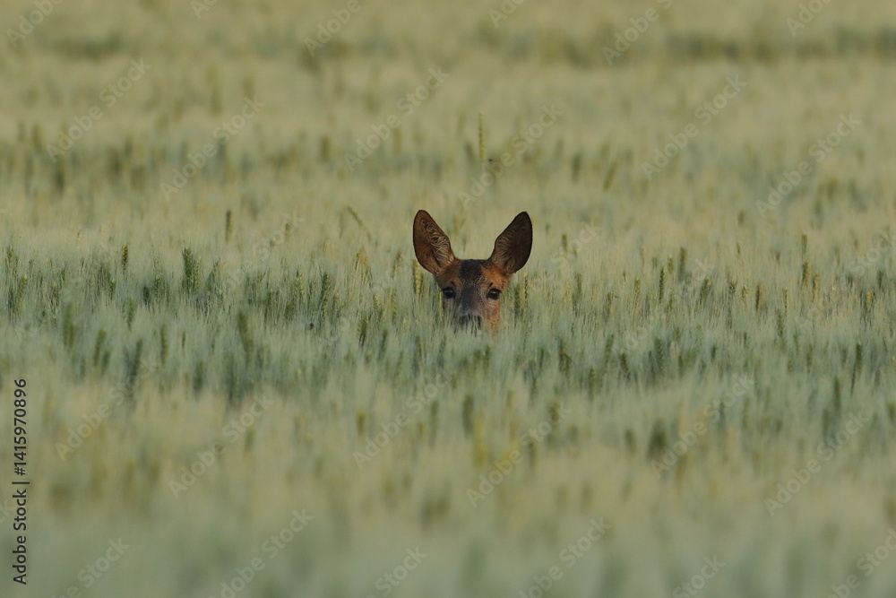 Sarna europejska (Capreolus capreolus) roe deer
