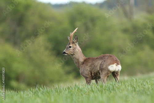 Sarna europejska (Capreolus capreolus) roe deer