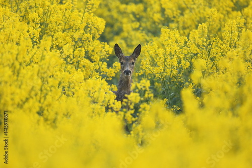 Sarna europejska (Capreolus capreolus) roe deer