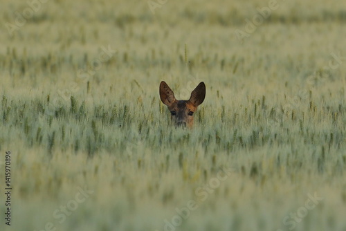 Obraz na płótnie Sarna europejska (Capreolus capreolus) roe deer w salonie