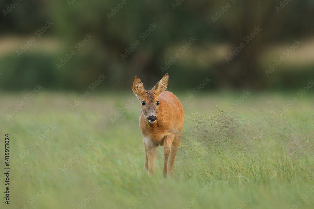 Sarna europejska (Capreolus capreolus) roe deer