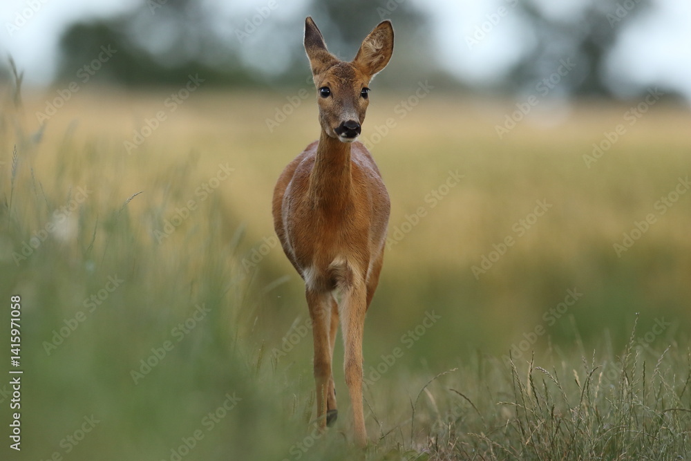 Sarna europejska (Capreolus capreolus) roe deer