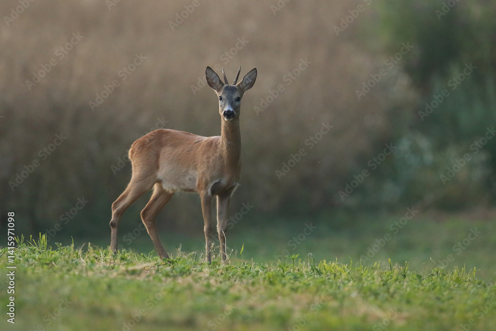 Sarna europejska (Capreolus capreolus) roe deer