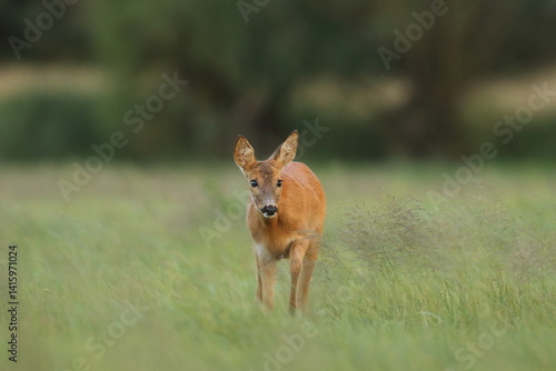 Obraz na płótnie Sarna europejska (Capreolus capreolus) roe deer w salonie
