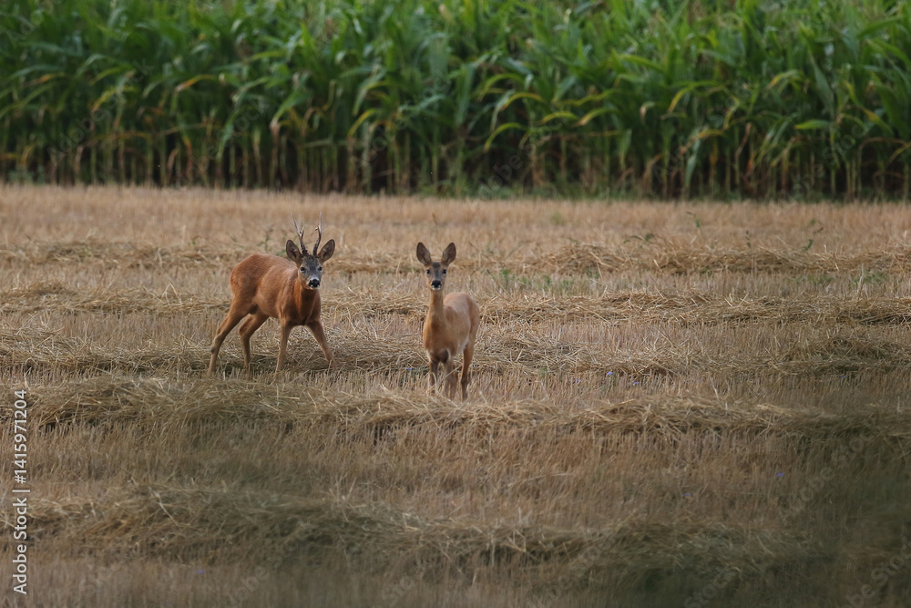 Sarna europejska (Capreolus capreolus) roe deer