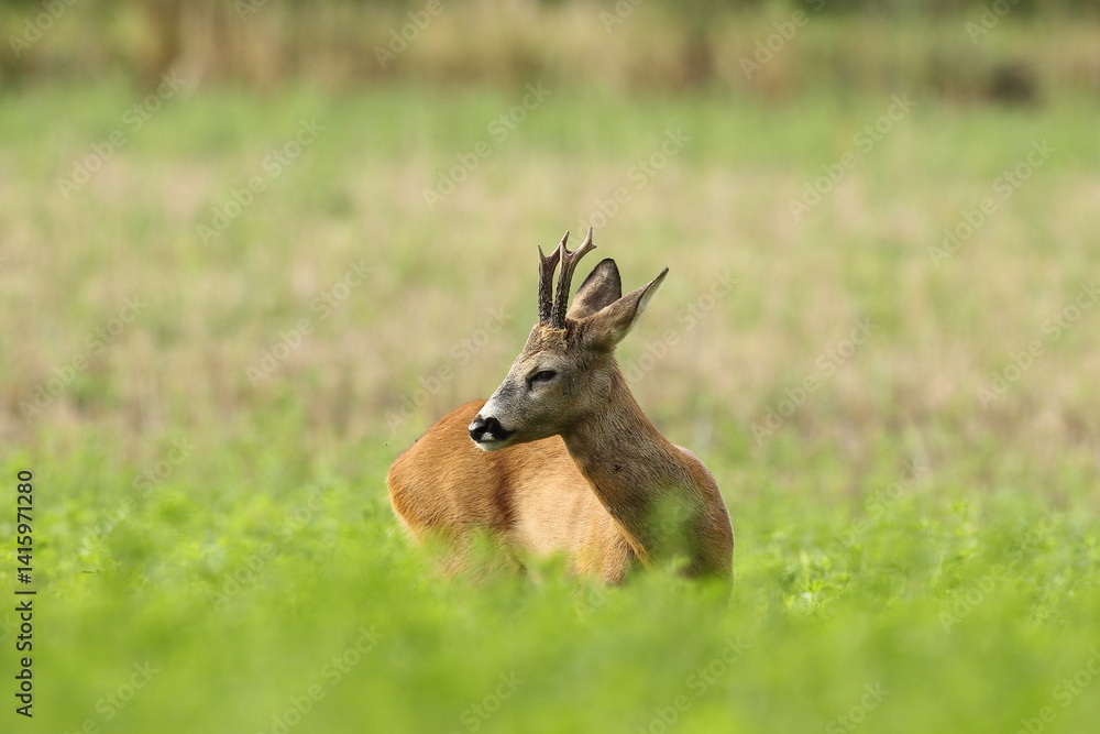 Sarna europejska (Capreolus capreolus) roe deer