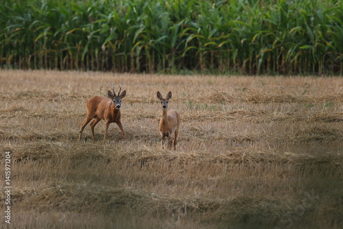Obraz na płótnie Sarna europejska (Capreolus capreolus) roe deer w salonie