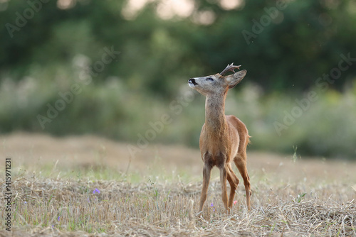 Obraz na płótnie Sarna europejska (Capreolus capreolus) roe deer w salonie