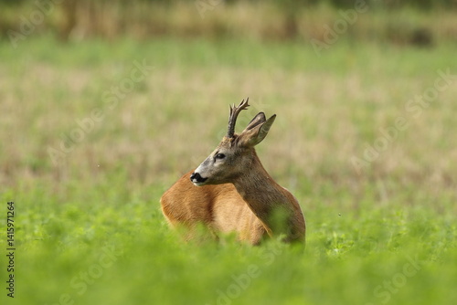 Sarna europejska (Capreolus capreolus) roe deer