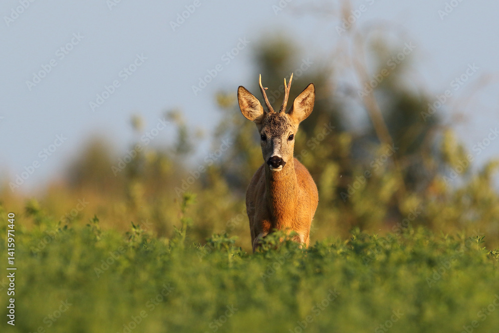 Sarna europejska (Capreolus capreolus) roe deer