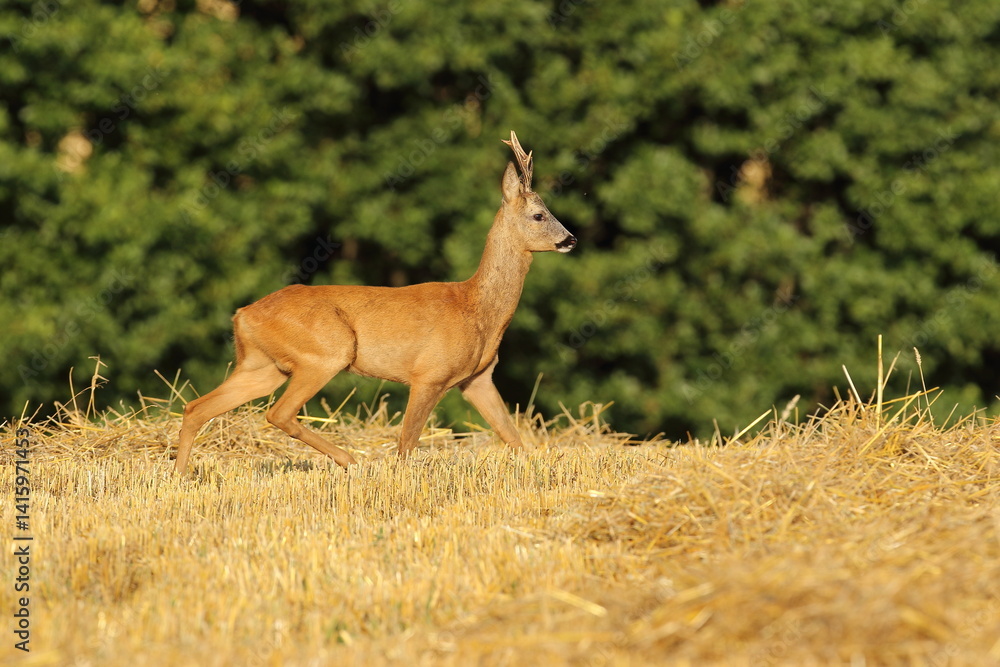 Sarna europejska (Capreolus capreolus) roe deer