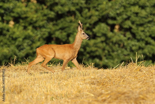 Sarna europejska (Capreolus capreolus) roe deer