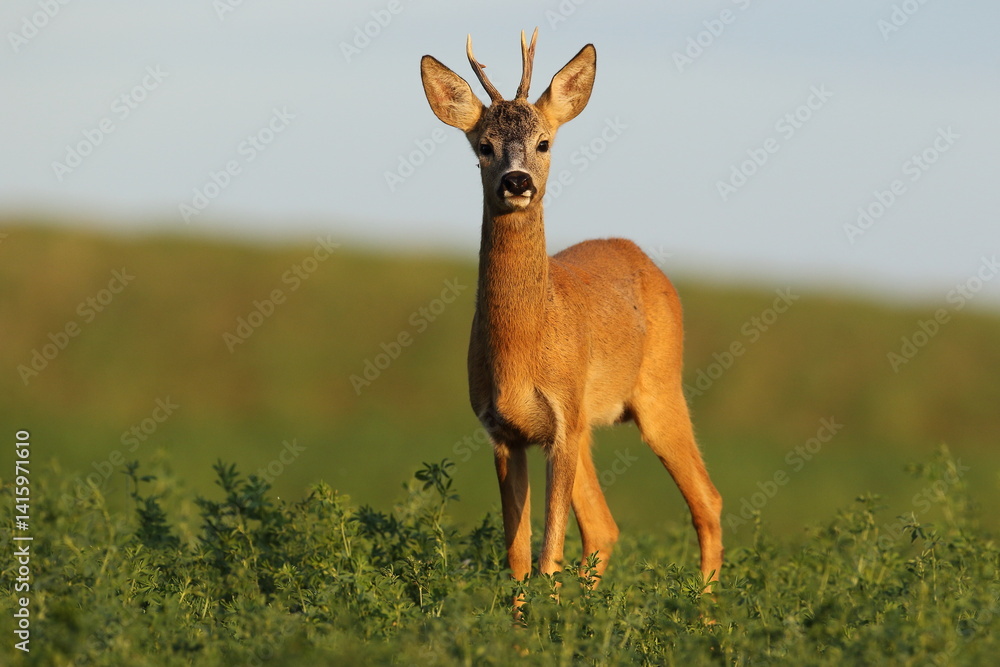 Sarna europejska (Capreolus capreolus) roe deer
