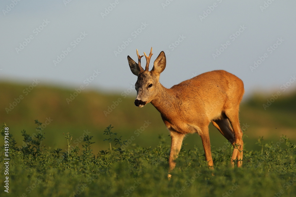 Sarna europejska (Capreolus capreolus) roe deer