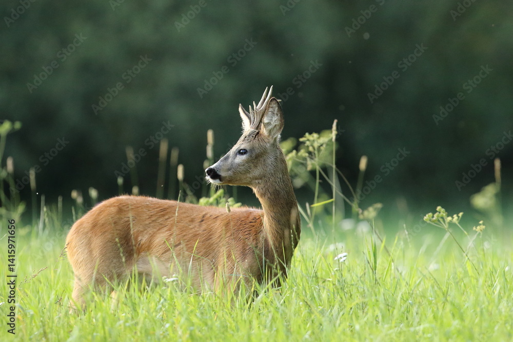 Sarna europejska (Capreolus capreolus) roe deer