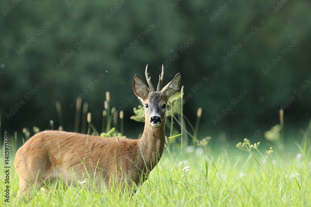 Sarna europejska (Capreolus capreolus) roe deer