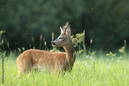 Obraz na płótnie Sarna europejska (Capreolus capreolus) roe deer w salonie