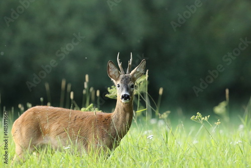 Obraz na płótnie Sarna europejska (Capreolus capreolus) roe deer w salonie