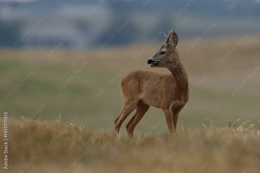 Sarna europejska (Capreolus capreolus) roe deer