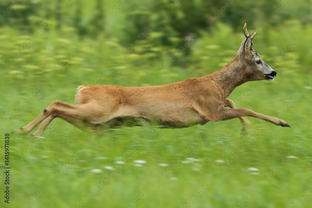 Sarna europejska (Capreolus capreolus) roe deer