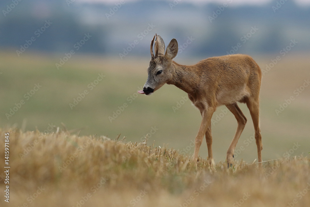 Sarna europejska (Capreolus capreolus) roe deer