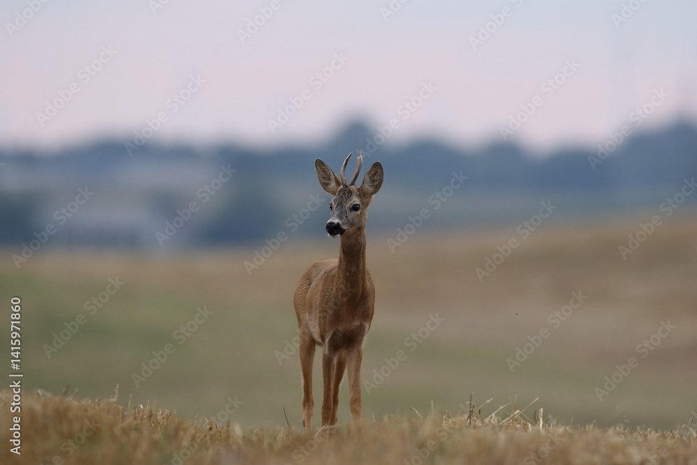 Sarna europejska (Capreolus capreolus) roe deer