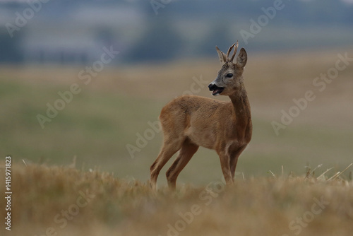 Obraz na płótnie Sarna europejska (Capreolus capreolus) roe deer w salonie