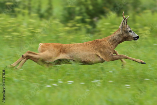 Obraz na płótnie Sarna europejska (Capreolus capreolus) roe deer w salonie