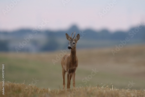 Sarna europejska (Capreolus capreolus) roe deer