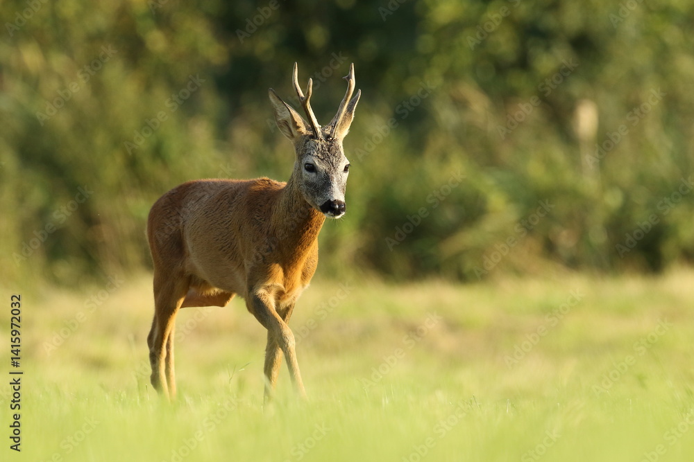 Sarna europejska (Capreolus capreolus) roe deer
