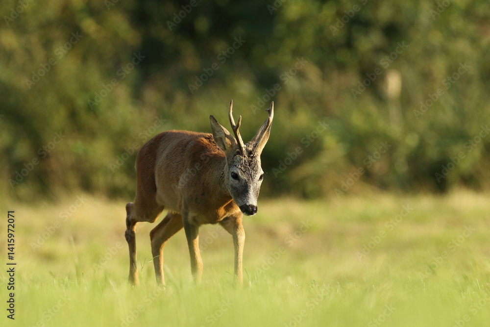 Sarna europejska (Capreolus capreolus) roe deer