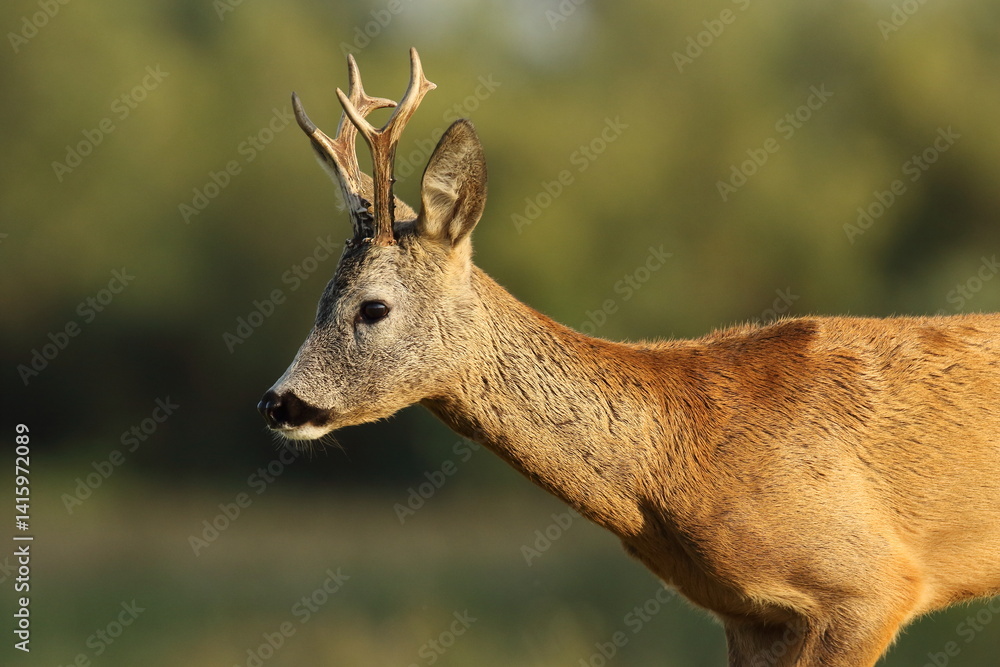 Sarna europejska (Capreolus capreolus) roe deer