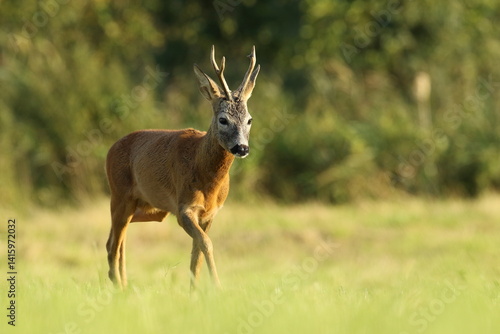Obraz na płótnie Sarna europejska (Capreolus capreolus) roe deer w salonie
