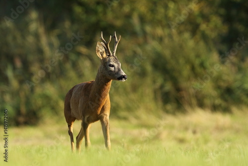 Sarna europejska (Capreolus capreolus) roe deer