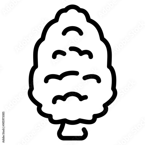 Balsam Fir