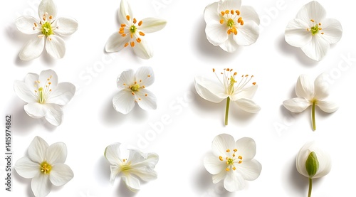 collection of flower on white background,isolated on white,clip art
