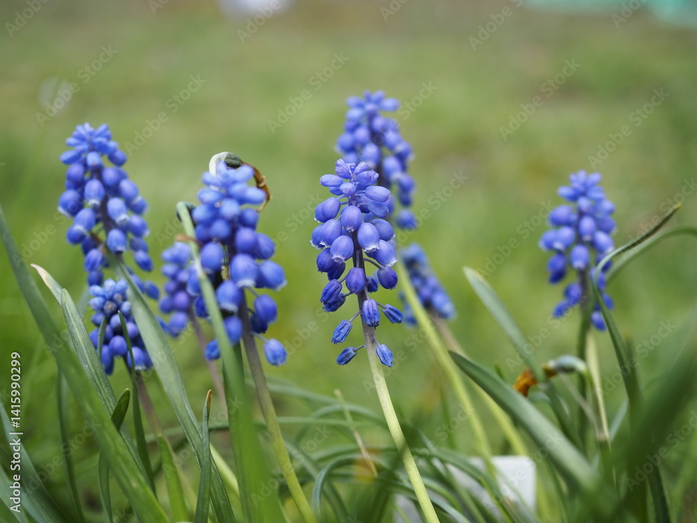 Fresh Growth: A Spring Collection