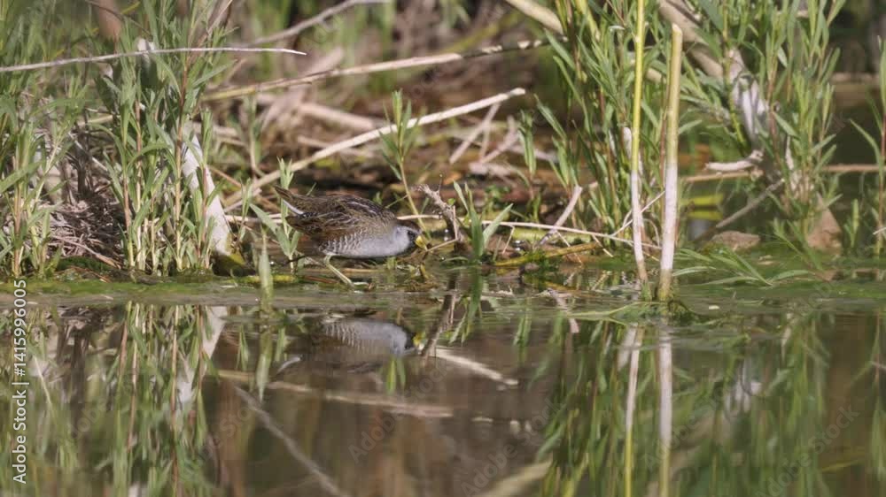 A short 4k video of a Sora Rail foraging for seeds on a sunny spring day at the marshy waters edge among willow stems on LaVerkin Creek in Confluence Park Utah, USA. A short 4k video of a Sora Rail foraging for seeds on a sunny spring day at the marshy waters edge among willow stems on LaVerkin Creek in Confluence Park Utah, USA.