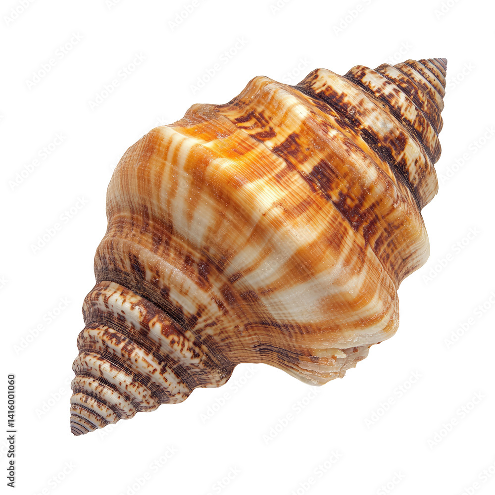 Fototapeta premium Detailed close-up of a spiral seashell with intricate patterns