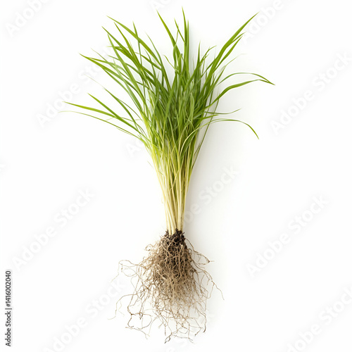 Young rice plant, roots, soil, white background; agriculture