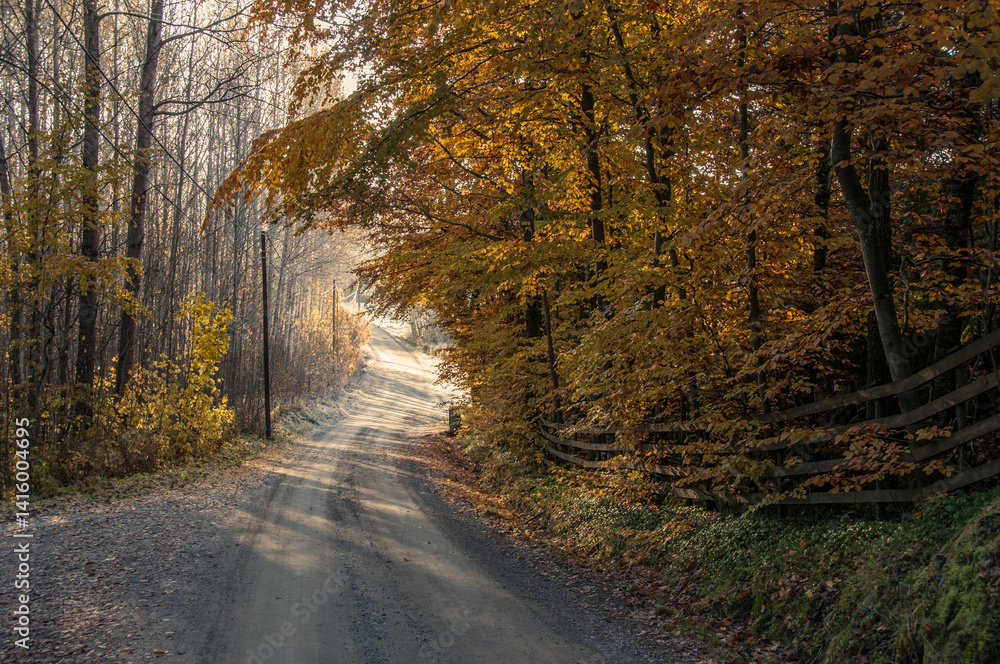 Obraz premium Autumn path through the forest in Scandinavia, Norway. Bucolic picturw