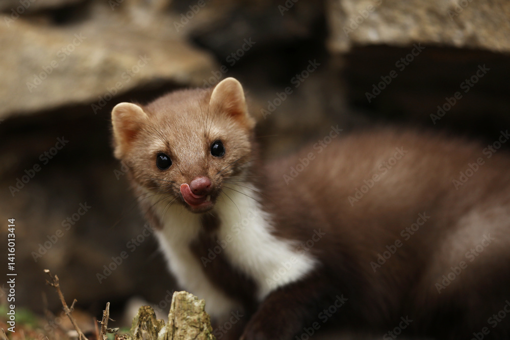 Beech marten, Martes foina, detail portrait of fsmall opportunistic predator in nature habitat. Small predator sitting between stones, Czech republic