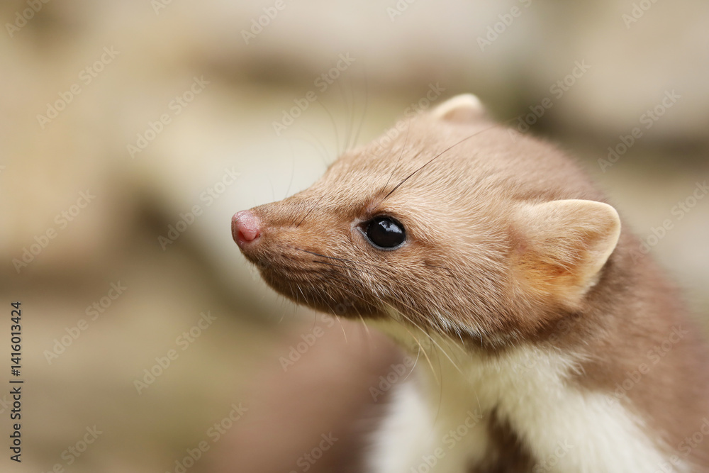 Beech marten, Martes foina, detail portrait of fsmall opportunistic predator in nature habitat. Small predator sitting between stones, Czech republic