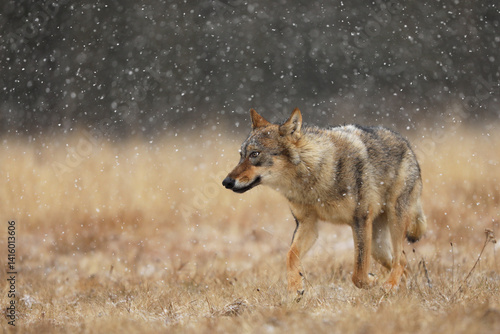 Obraz na płótnie Gray wolf Canis lupus in taiga in snowy winter day. Animal in nature habitat. Wolf berofe hunting. Wolf from Finland. Gray wolf, Canis lupus, in the early winter, on the meadow near forest. w salonie