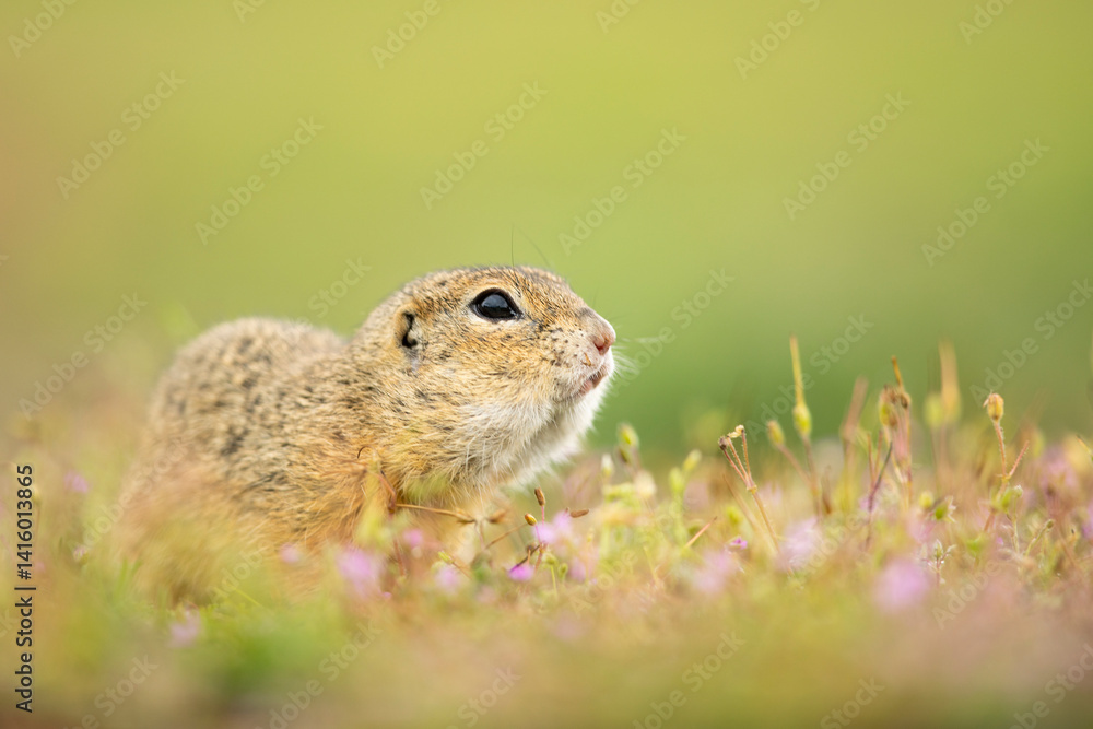 European ground squirrel in the flowering grass. Spermophilus citellus Wildlife scene from nature. Ground squirrel on blossom meadow. Czech republic European ground squirrel in the flowering grass. Spermophilus citellus Wildlife scene from nature. Ground squirrel on blossom meadow. Czech republic