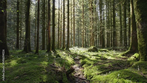 Wallpaper Mural fpv drone flying slowly and low over small river in pine forest in Vosges on a sunny spring day Torontodigital.ca