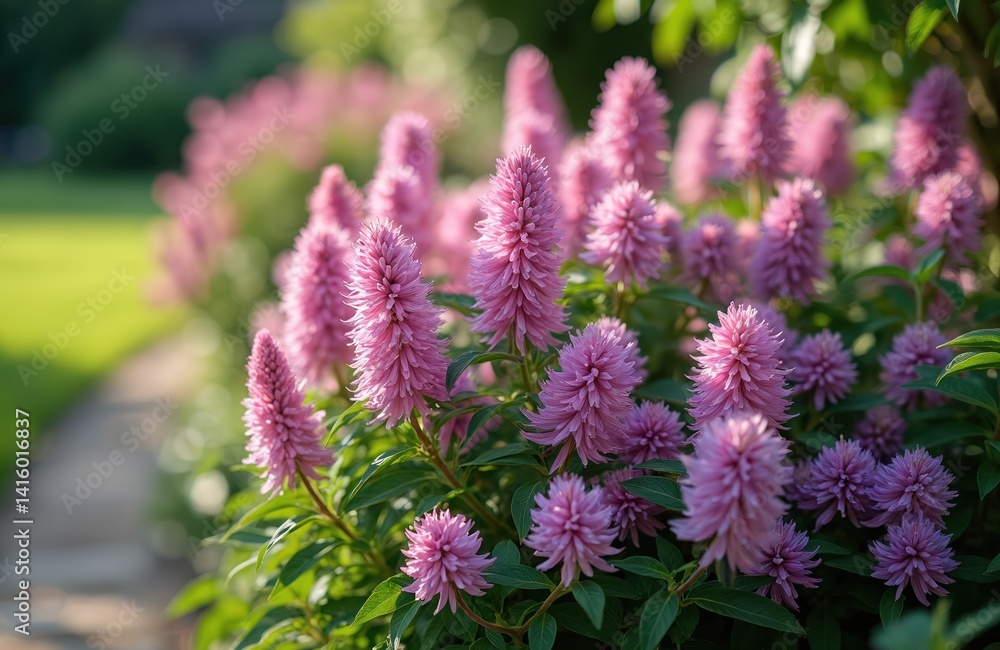 Beautiful blooming perennial pink flowers, possibly catmint, in English garden. Sunny summer day, green grass. Landscape design concept for hobby gardening, cottagecore aesthetics, rural lifestyle. Beautiful blooming perennial pink flowers, possibly catmint, in English garden. Sunny summer day, green grass. Landscape design concept for hobby gardening, cottagecore aesthetics, rural lifestyle.