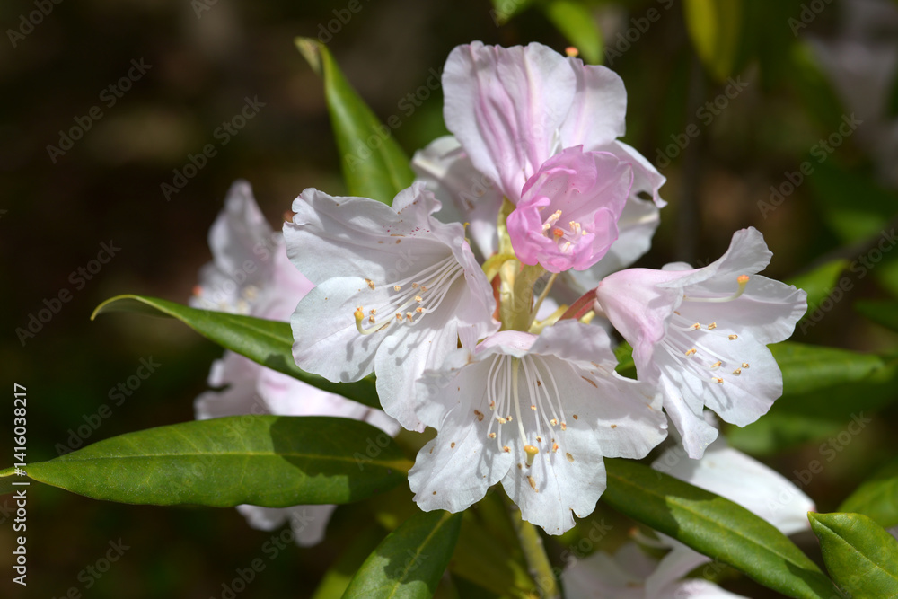 Fototapeta premium ツツジ 芳子